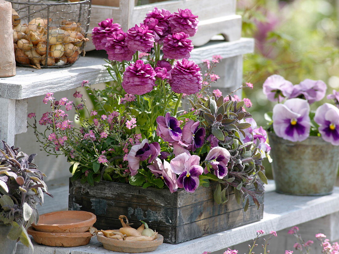 Holzkiste mit Ranunculus (Ranunkel), Myosotis (Vergissmeinnicht), Viola