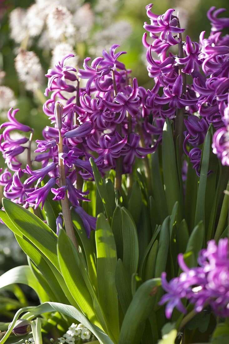 Hyacinthus multiflorus 'Purple' (Vielblütige Hyazinthen)