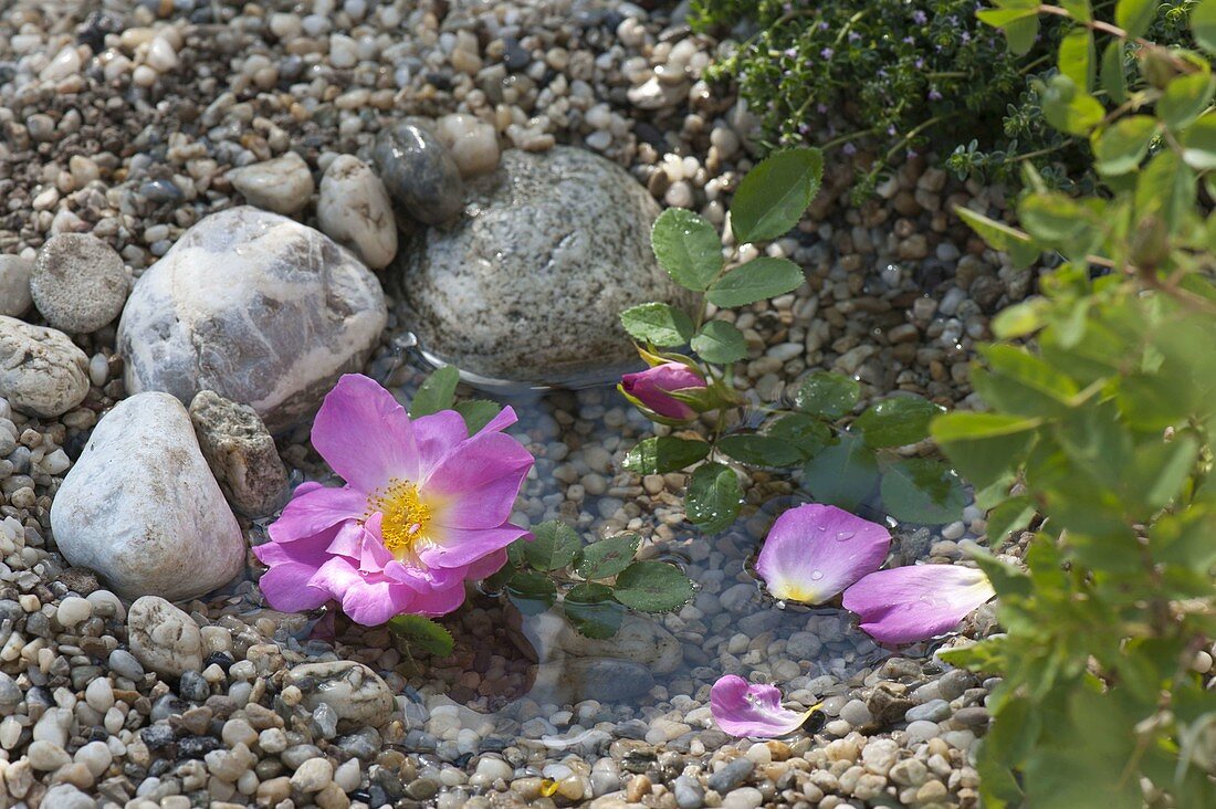 Blüte von Rosa (Wildrose) schwimmt in Wasser im Kies
