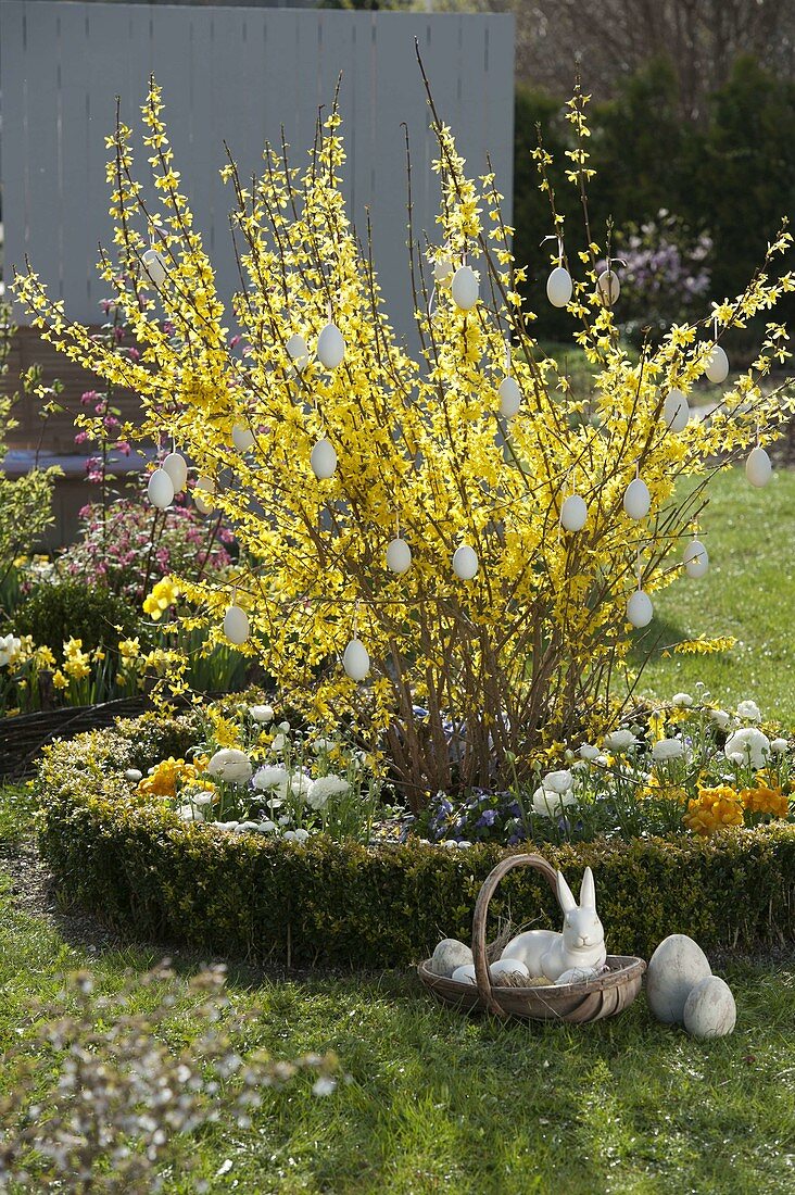 Forsythia intermedia (gold bells) decorated with white eggs