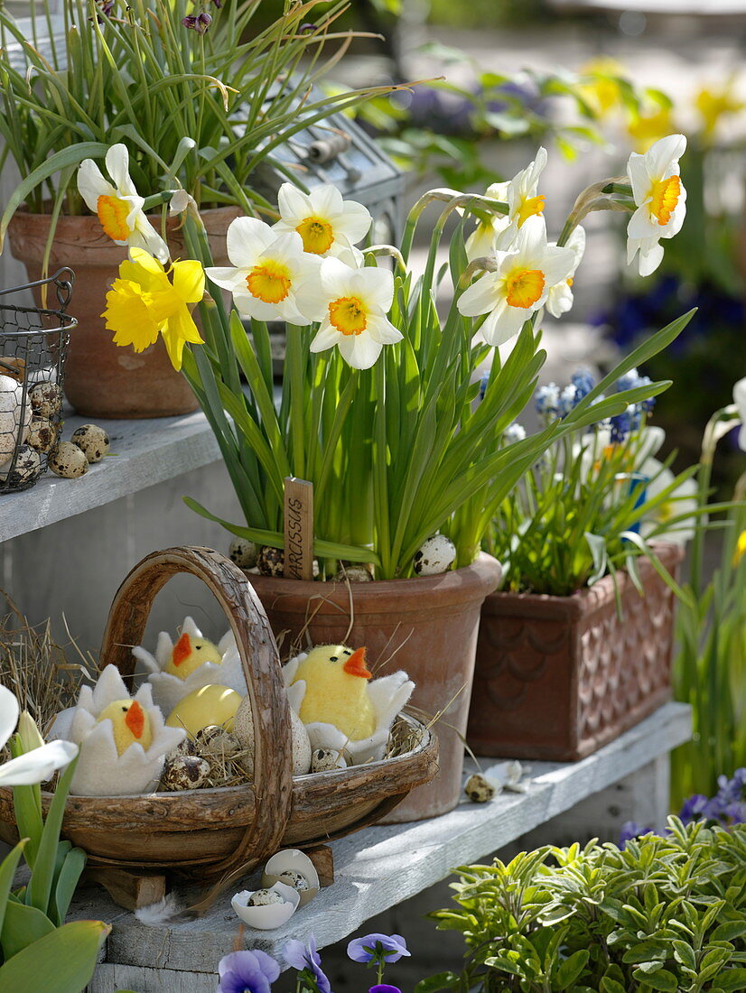 Narcissus 'Flower Record' 'Yellow River' in terracotta pots