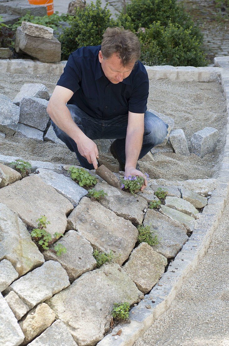Man planting stone wall with blue cushions and cranesbill