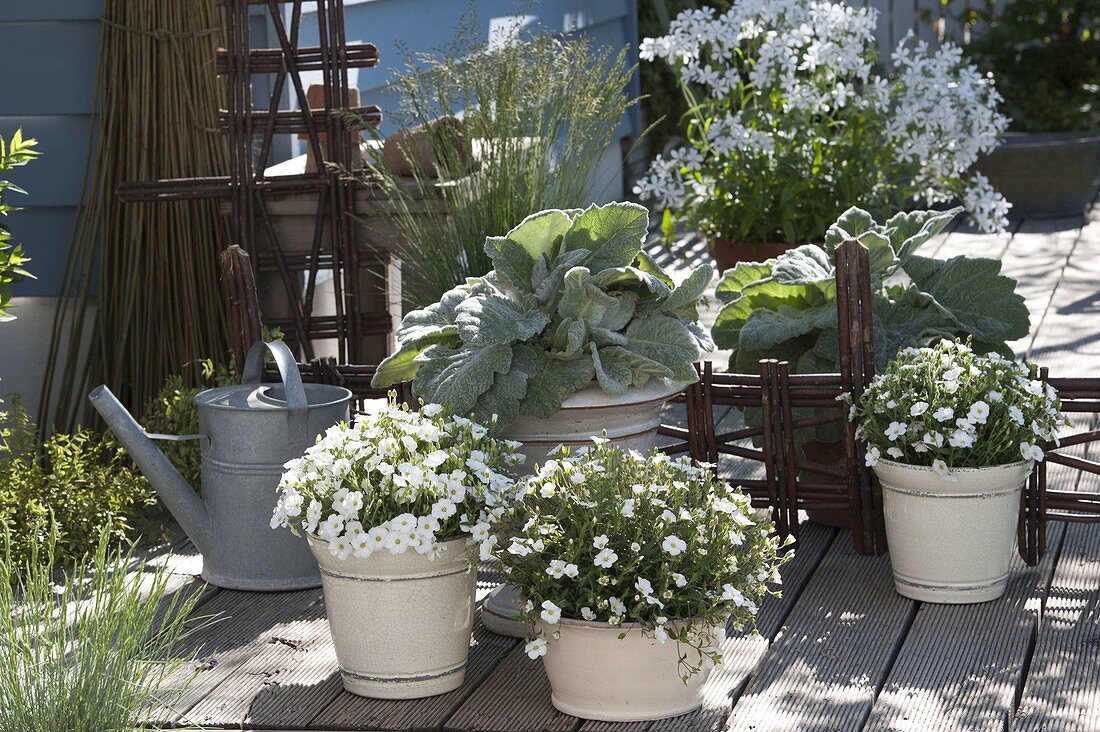 Terrasse mit grau-weißen Pflanzen