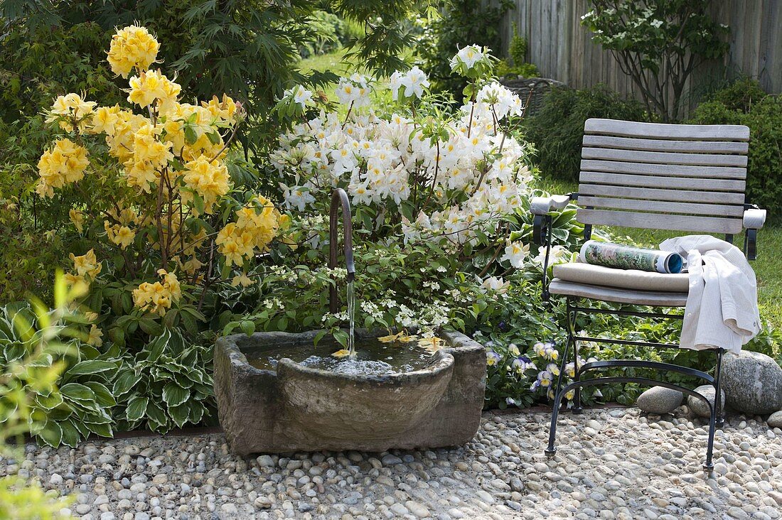 Fountain with stone trough, Rhododendron 'Golden Sunset', 'Daviesii' (Garden azaleas)