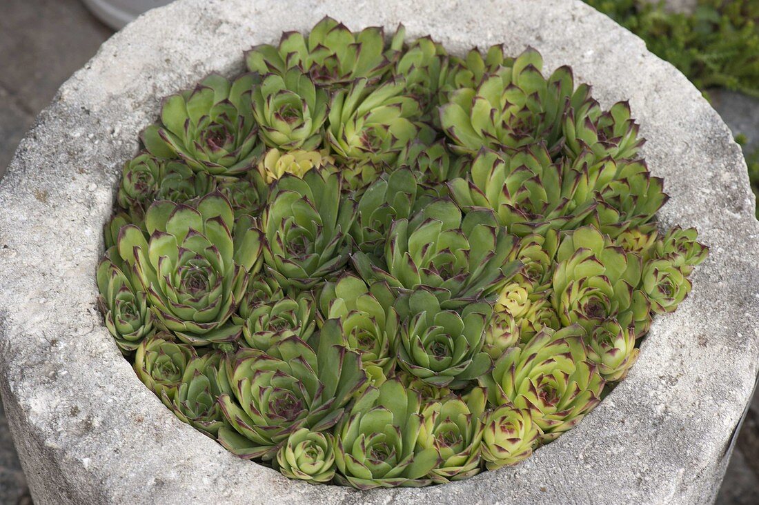 Steintrog mit Sempervivum (Hauswurz)