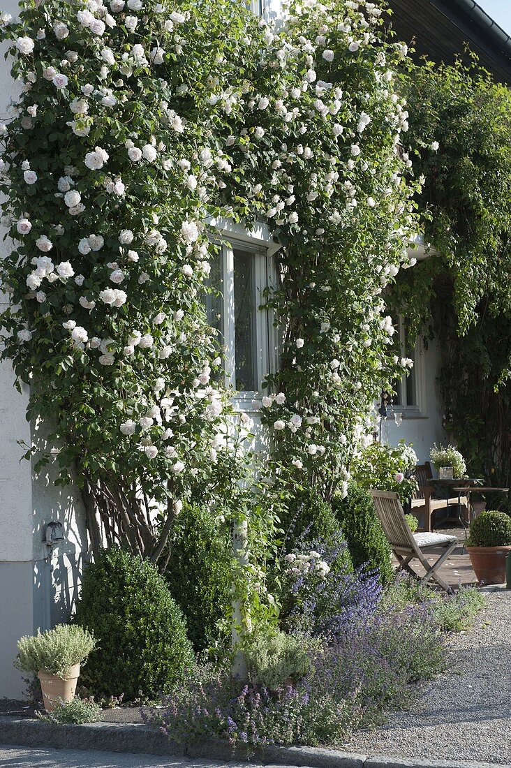 Rosa 'Madame Alfred Carriere' on house wall around window