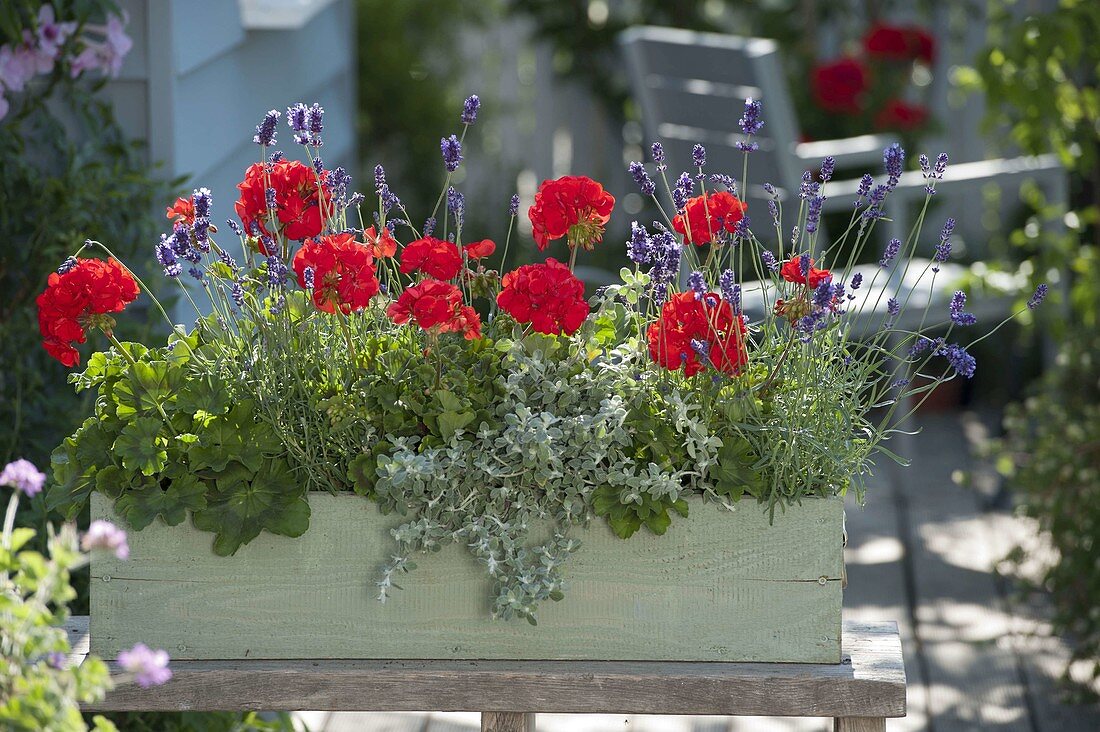 Plant geranium and lavender in a wooden box