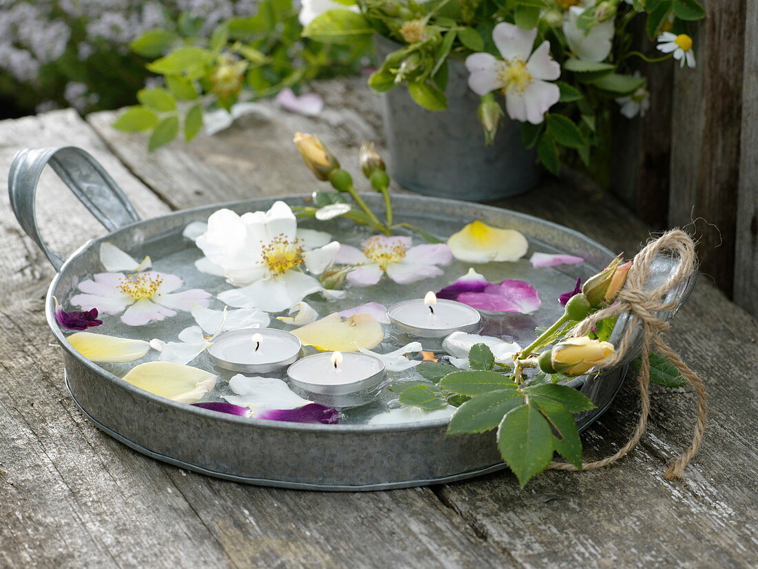 Flache Zink-Schale mit schwimmenden Blüten von Rosa (Rosen)