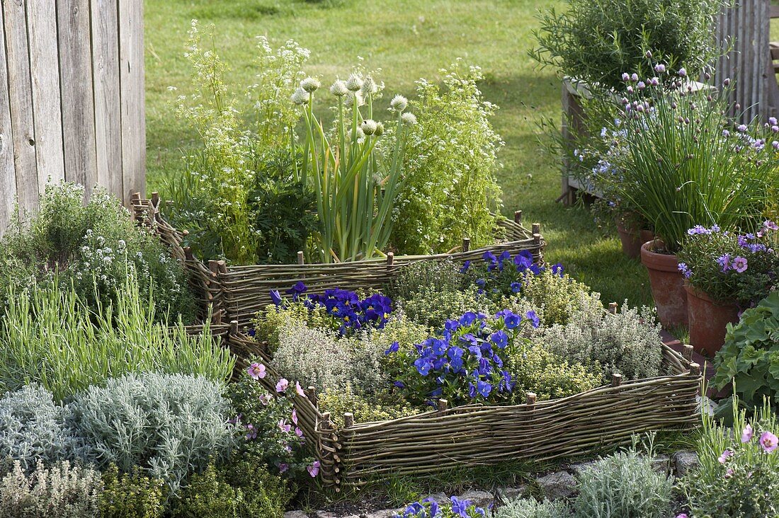 Herb bed with enclosure made of willow wicker fences