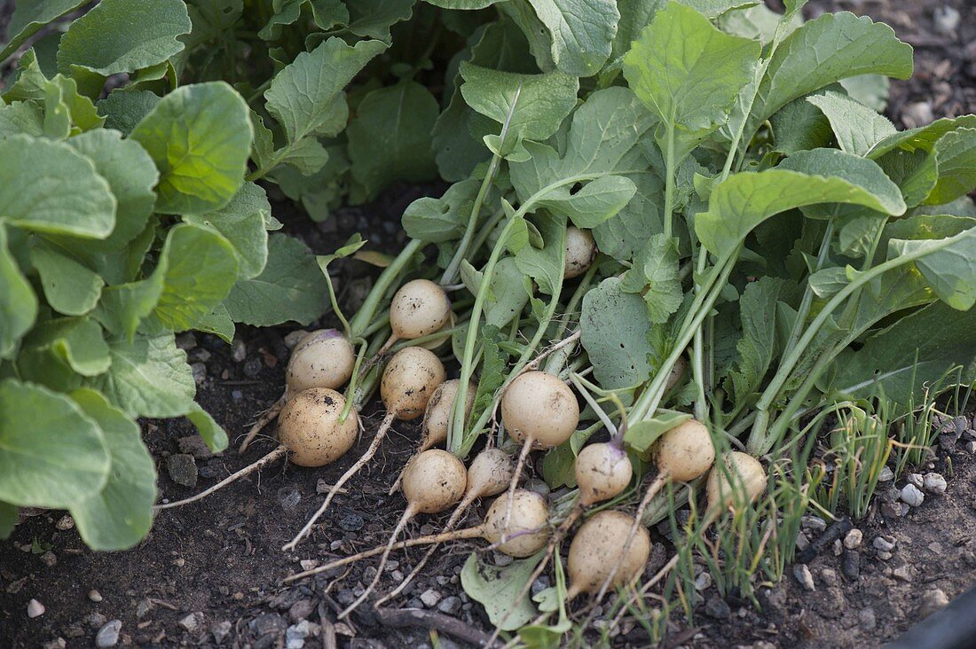 May turnip (Brassica rapa subsp. Rapa var. Majalis)