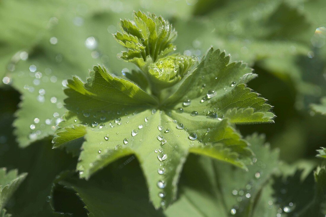 Blatt von Alchemilla (Frauenmantel) mit Wassertropfen