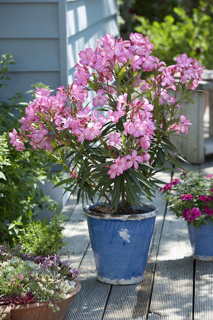 Nerium oleander (oleander) in blue bucket