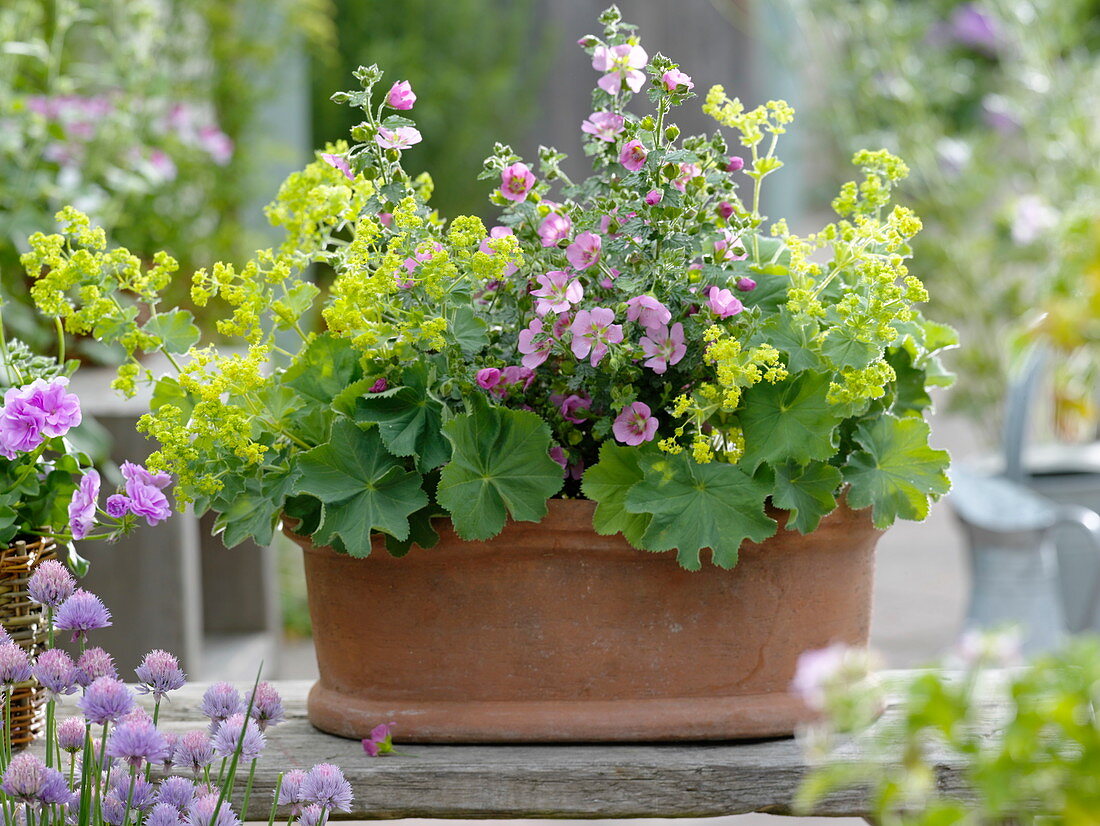 Terrakottakasten bepflanzt mit Alchemilla (Frauenmantel) und Anisodontea