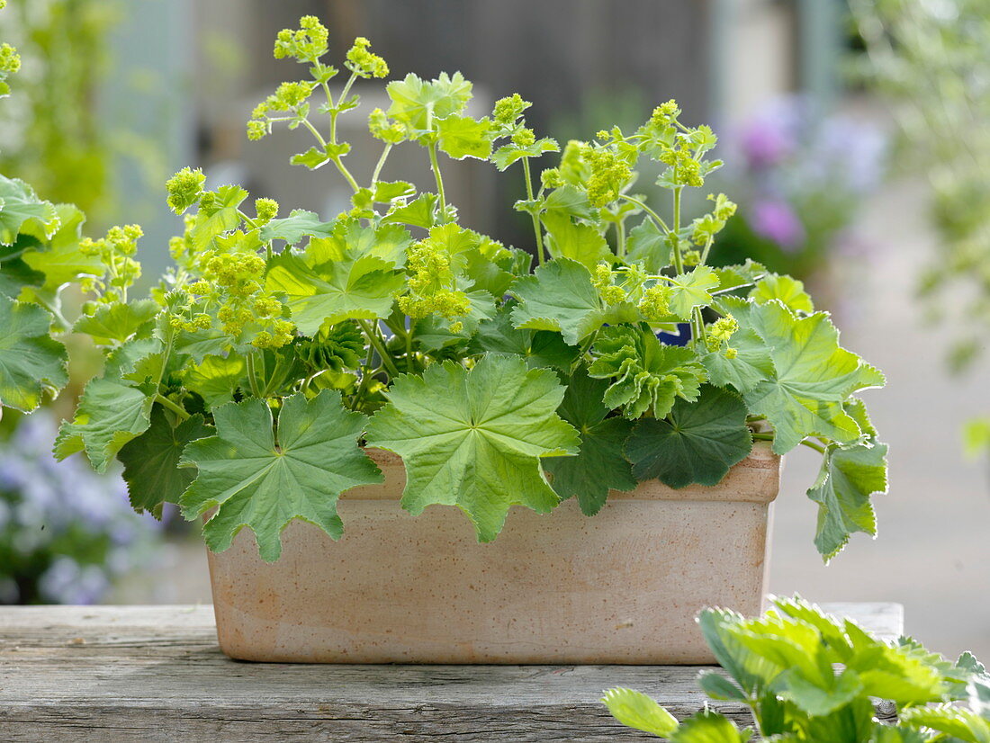 Lady's mantle - planting perennials in a box (2/2)