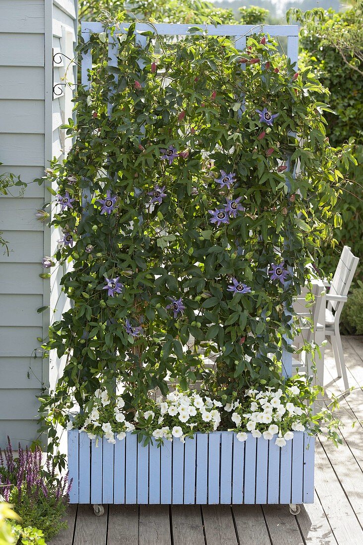 Plant passion flowers with trellis as a privacy shield in mobile bucket