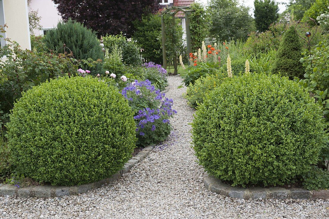 Gravel path between perennial beds