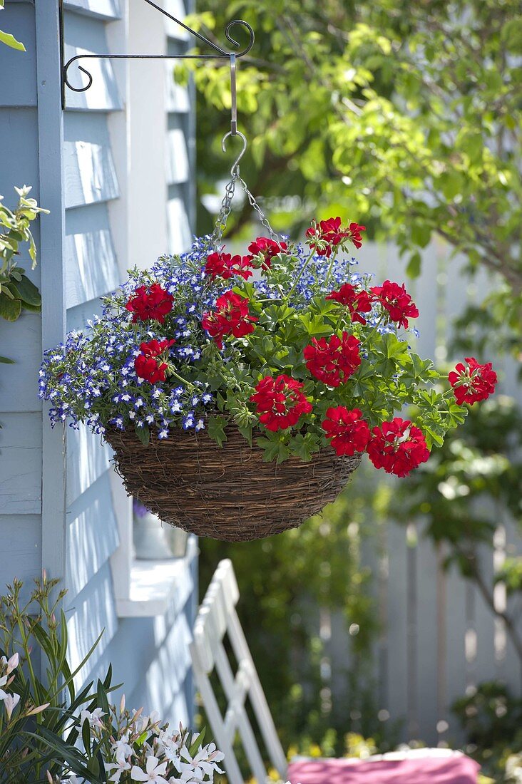 Planting hanging flower basket with geranium and bird-eye