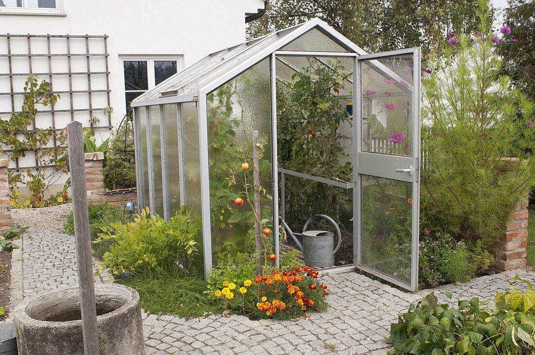 Greenhouse with tomatoes (lycopersicon), Tagetes (marigold)
