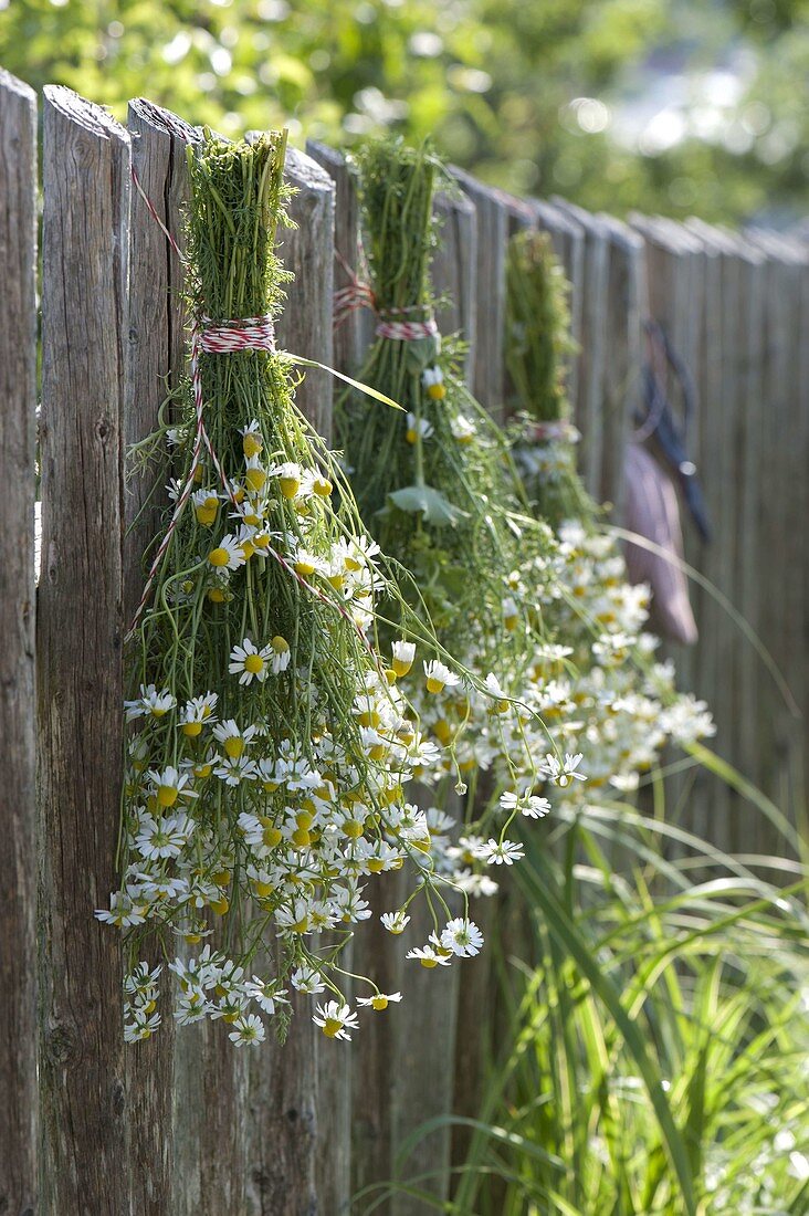 Kamille (Matricaria chamomilla) als Strauß zum trocknen an Zaun hängen