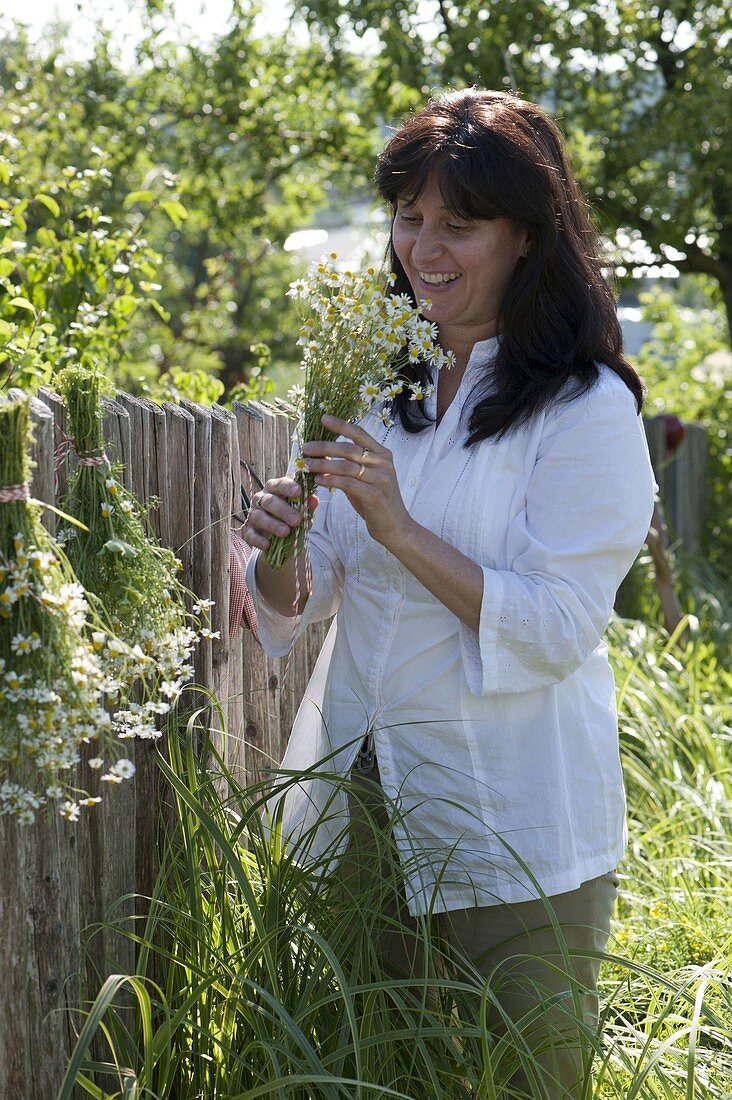 Woman hanging a bouquet of camomile (Matricaria chamomilla) to dry on a fence