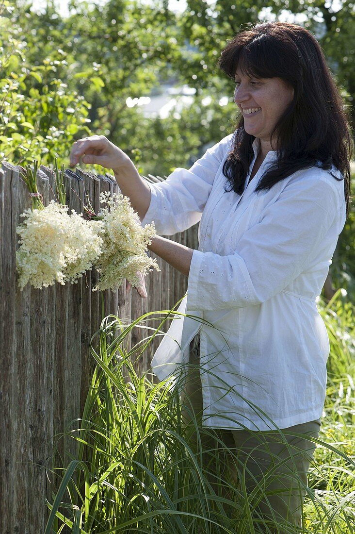 Frau hängt Blüten von Holunder (Sambucus nigra) als Strauß zum trocknen
