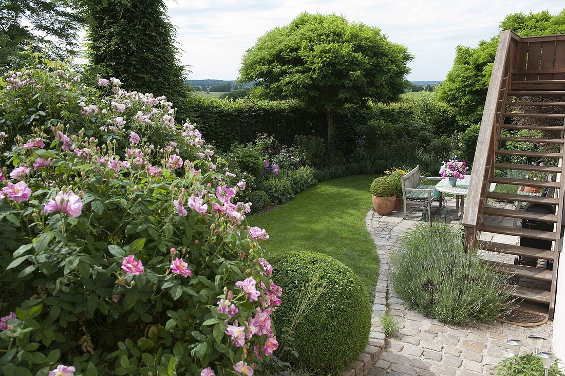 Blick in Garten eingerahmt mit Hecke, Rosa 'Rosa Mundi' (Historische Rose)