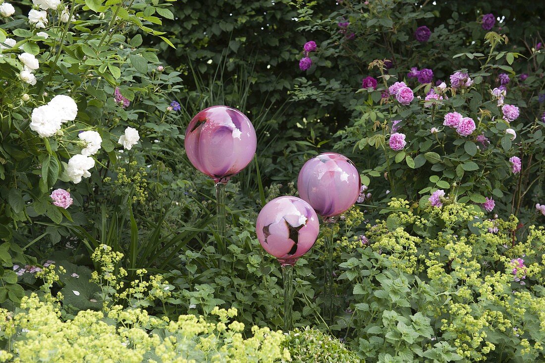 Rosenkugeln aus Glas zwischen Rosa (Rosen) und Alchemilla (Frauenmantel)