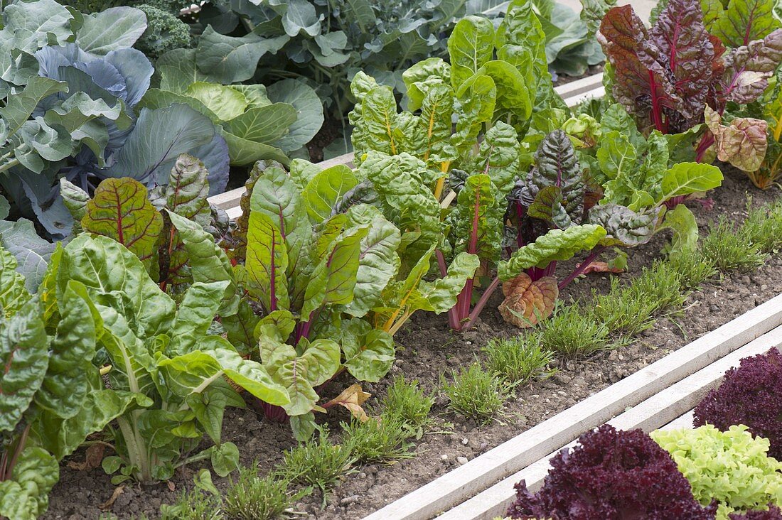 Vegetable bed with colorful chard 'Bright Lights' (Beta vulgaris)