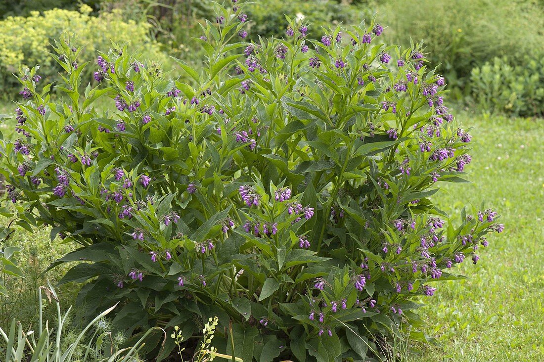 Beinwell, Comfrey (Symphytum officinale)