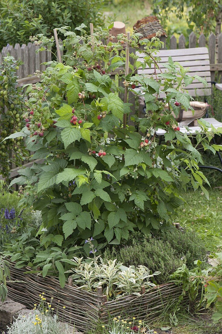 Raspberries 'Sanibelle' in herb bed with willow border