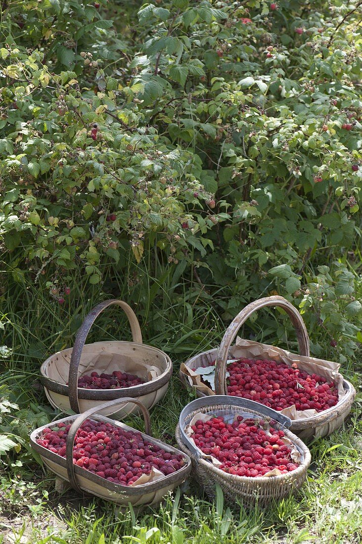 Baskets of freshly picked raspberries (Rubus idaeus)