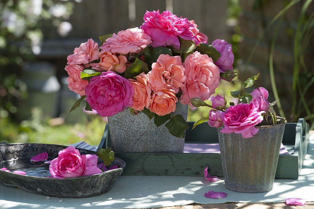 Various pinks (scented roses) in metal pots
