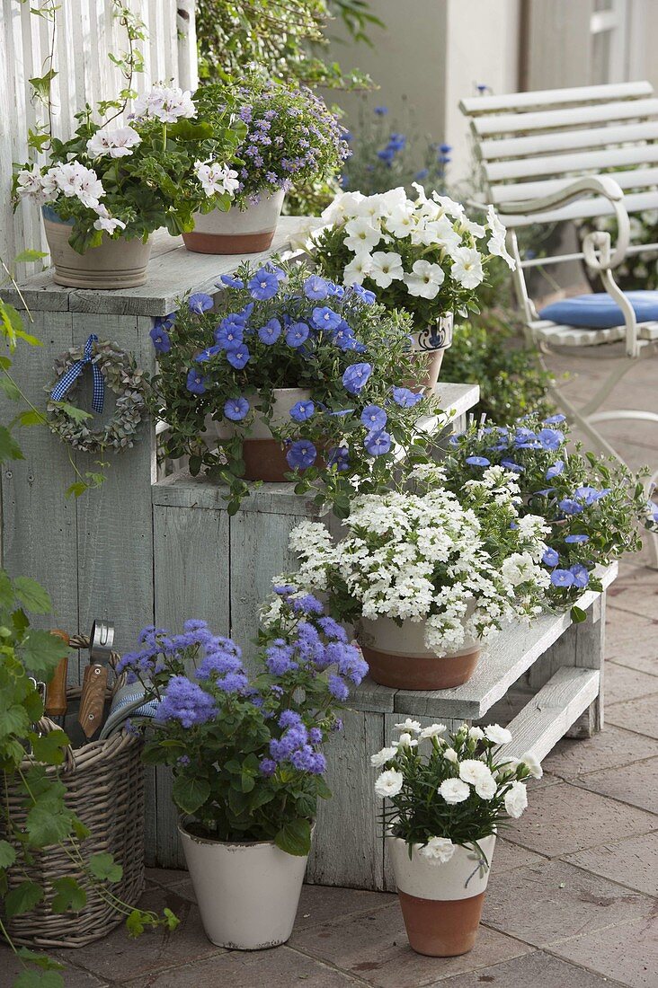 Wooden staircase with blue and white plants, Convolvulus sabatius