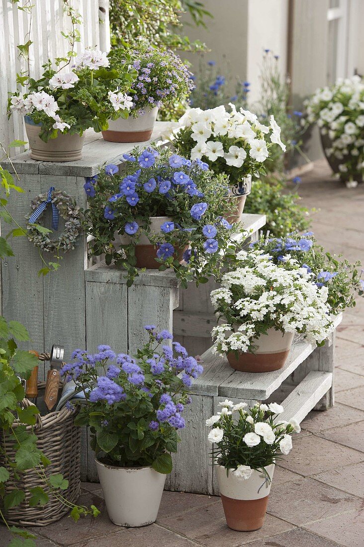 Wooden stairs with blue and white plants: Convolvulus sabatius