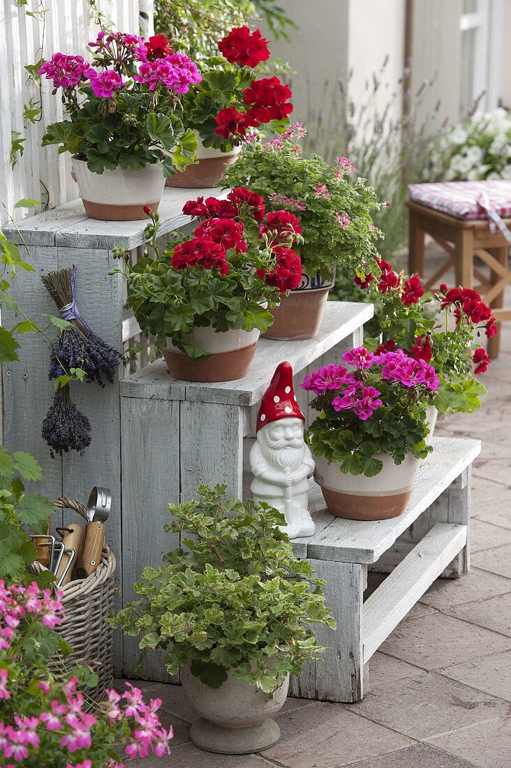 Wooden staircase with Pelargonium 'Atomic Snowflake' on the front, 'Concolor Lace'