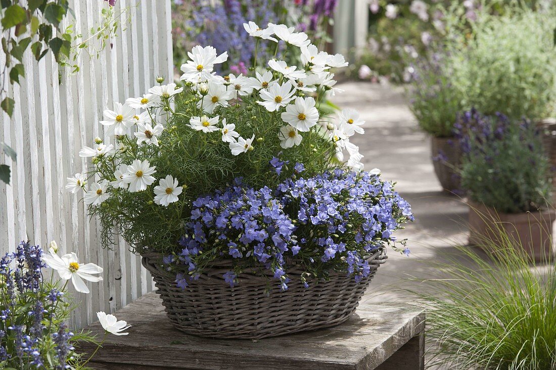 Blau-weiß bepflanzter Korb mit Campanula (Glockenblumen) und Cosmos