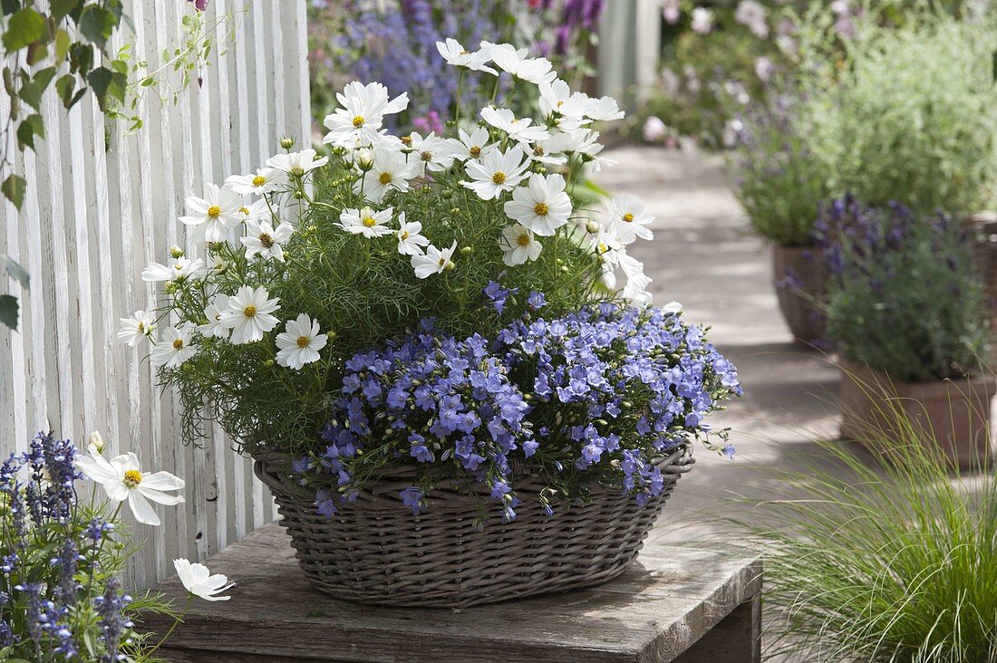 Blue and white planted basket with Campanula and Cosmos