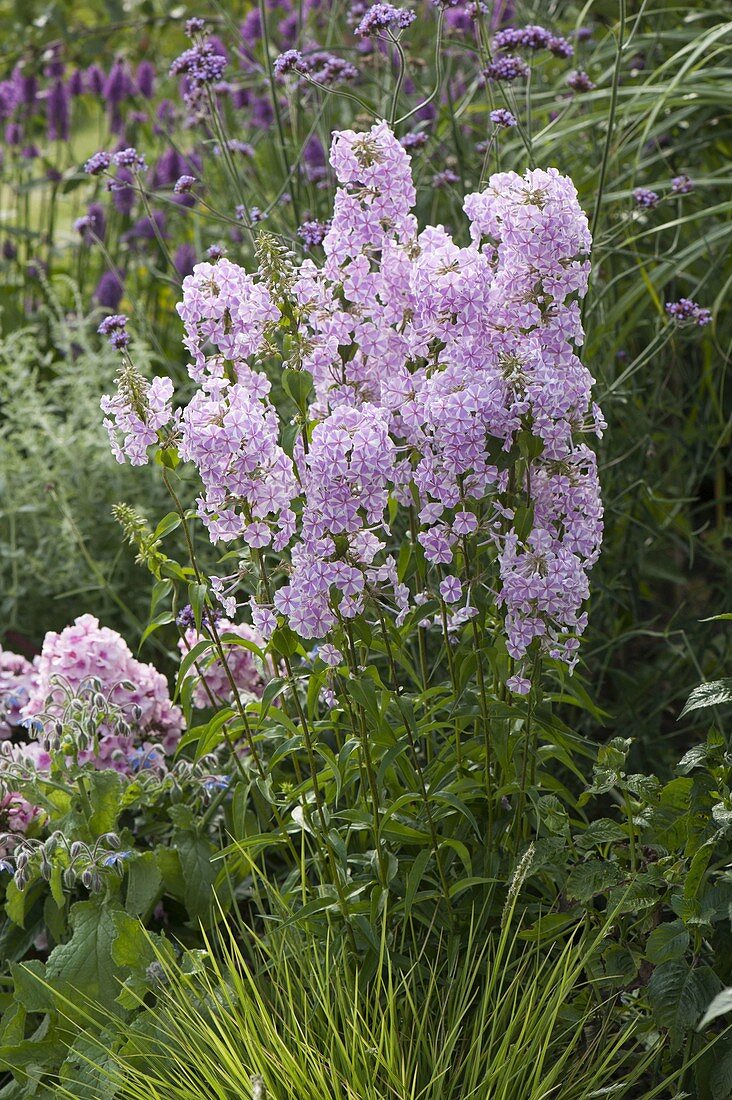 Phlox maculata 'Natascha' (Wiesenphlox)