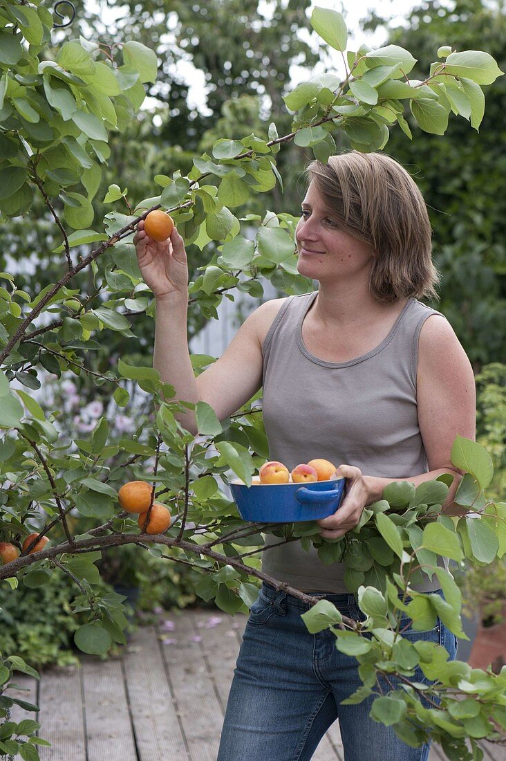 Woman picking apricots (apricot)