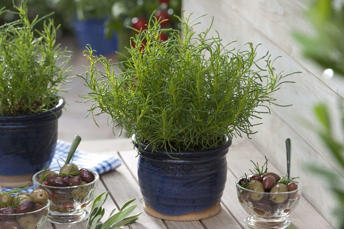Olivenkraut (Santolina viridis) kann als Würzkraut verwendet werden