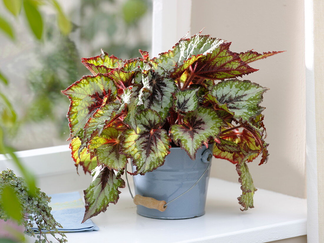 Begonia Rex 'Silver Queen' (Königsbegonie) in Blecheimer am Fenster