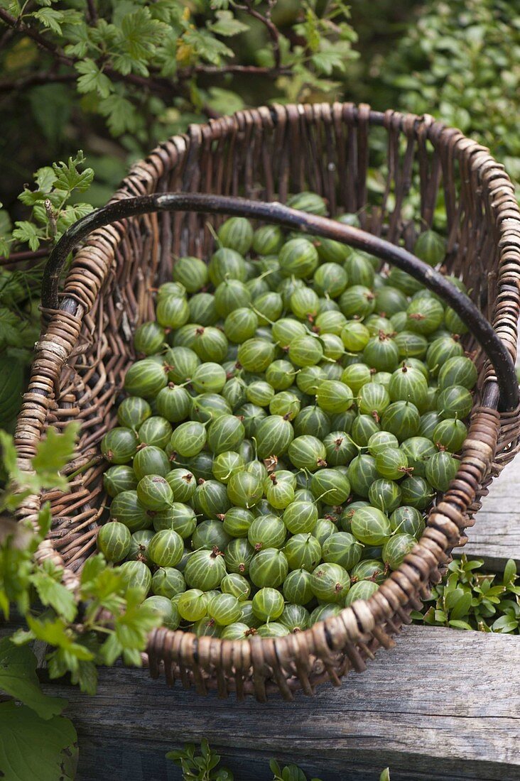 Basket with freshly picked green gooseberries