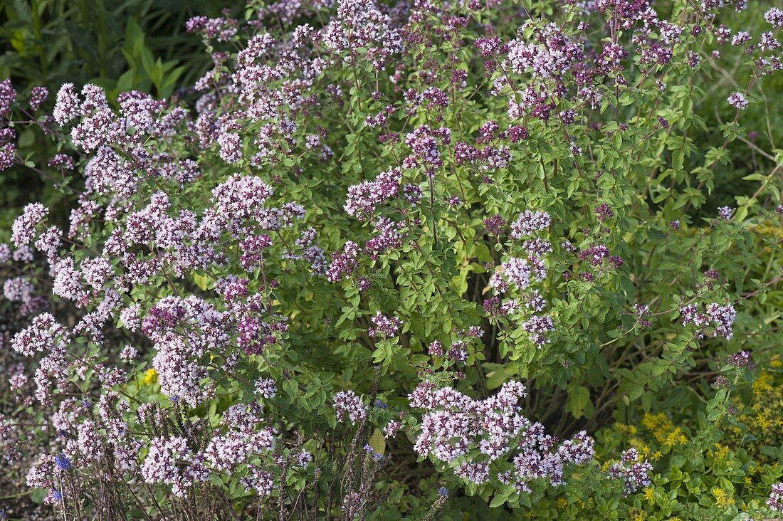 Origanum vulgare 'Kulturform' (Oregano, Dost)