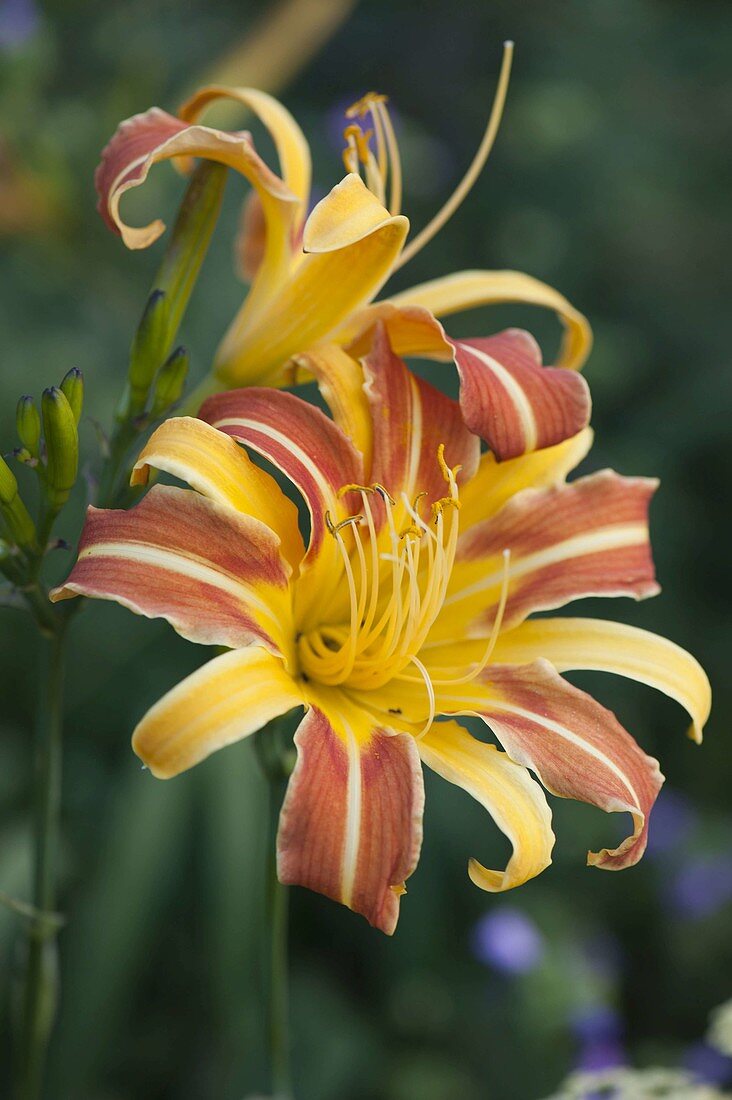 Hemerocallis 'Franz Hals' (Taglilie)