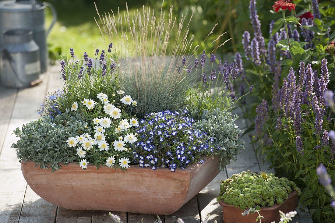 Terracottaschale mit Festuca glauca (Blauschwingel), Argyranthemum