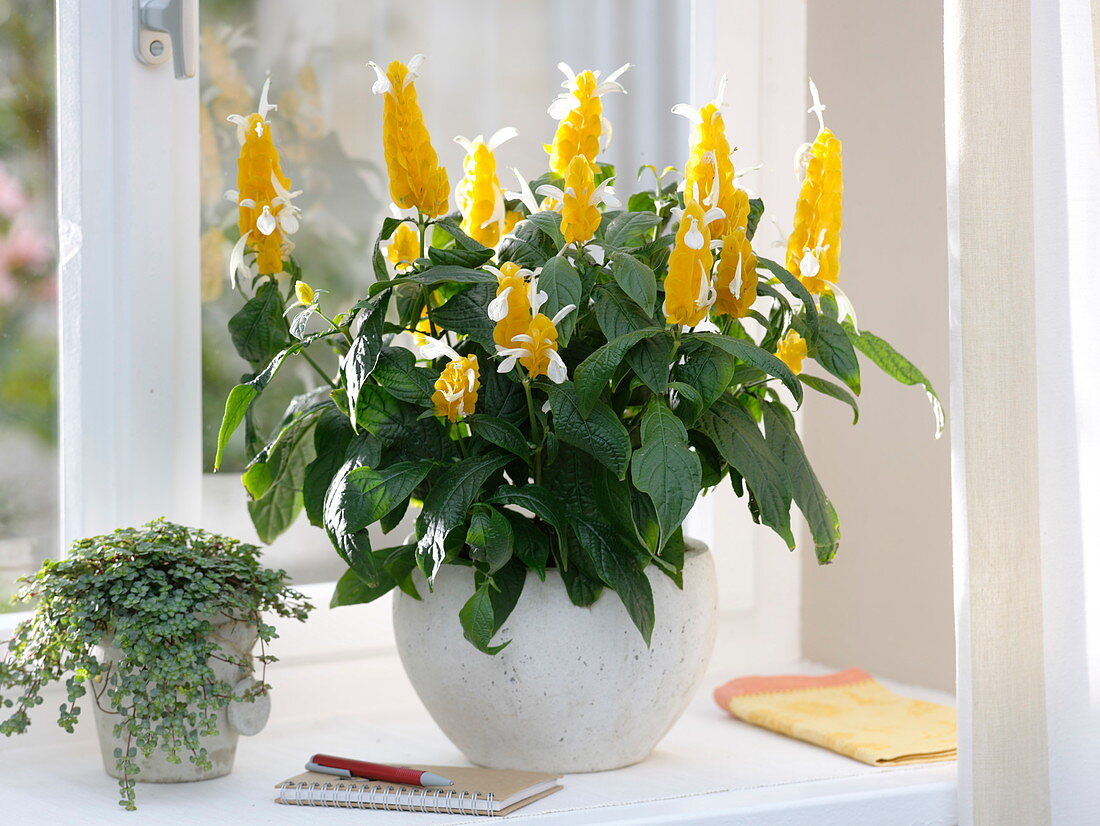 Pachystachys lutea (Goldähre), Pilea (Kanonierblume) am Fenster