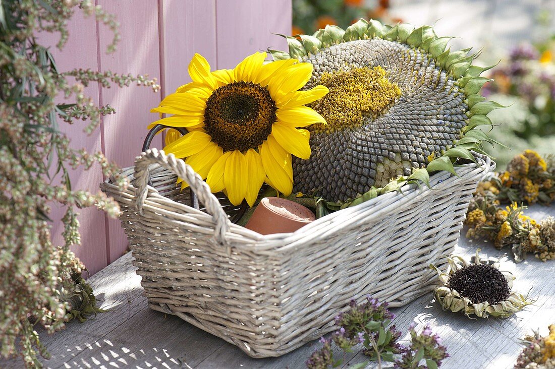 Flower head of Helianthus (sunflower) in basket