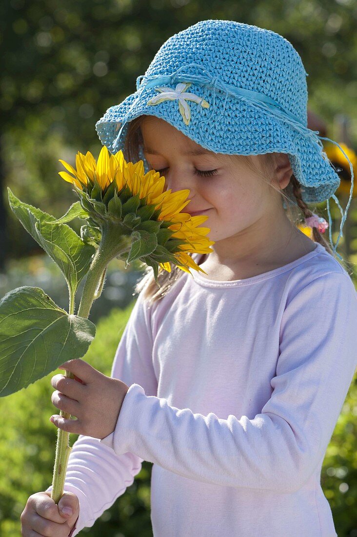 Mädchen mit Helianthus annuus (Sonnenblumen)