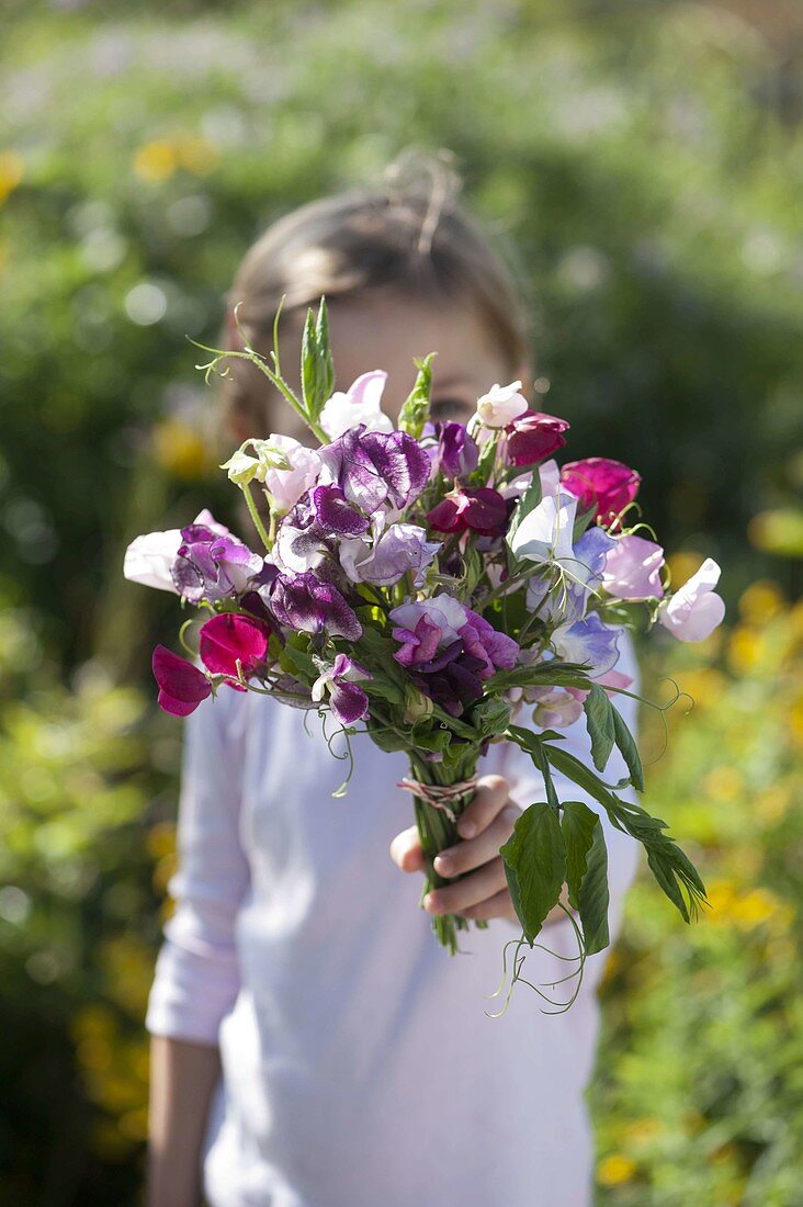 Girl with fragrant bouquet of Lathyrus odoratus (scented vetches)
