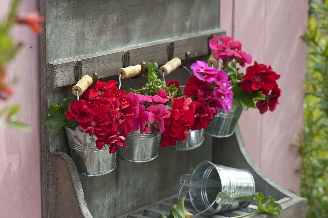 Kleine Sträuße aus Pelargonium (Geranien) in Blecheimerchen